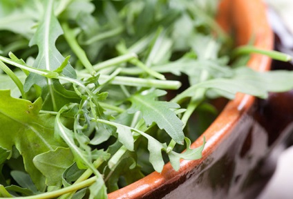 Rukkola saláta előnyei és hátrányai, ellenjavallatok