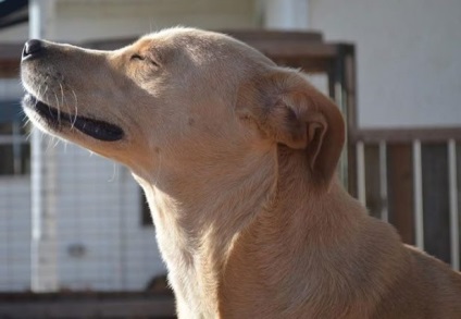 A legszomorúbb kutya a világon - újra keres egy otthoni