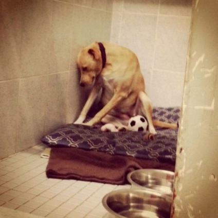 A legszomorúbb kutya a világon - újra keres egy otthoni