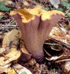 Ehető gomba fotók és leírások (p (clavatus Rókagomba clavate) Ehető gomba fotók és leírások (oldal
