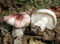 Ehető gomba fotók és leírások (p (gomba leírás) Ehető gomba fotók és leírások (oldal
