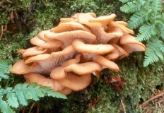 Ehető gomba fotók és leírások (p (határolt Fomitopsis pinicola) Ehető gomba fotók és leírások (oldal