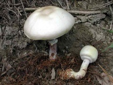 Ehető gomba fotók és leírások (p (gomba meghatározó) Ehető gomba fotók és leírások (oldal