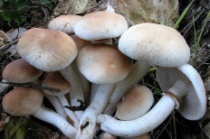 Ehető gomba fotók és leírások (p (entsikopediya gomba) Ehető gomba fotók és leírások (oldal