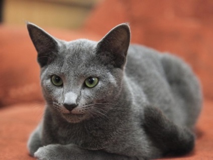 Szürke macska fajták, kék-gray gray kék macska