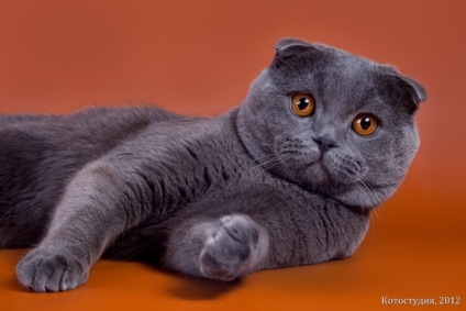 Szürke macska fajták, kék-gray gray kék macska (szürke) Szürke macska fajták, kék-gray gray kék macska