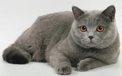 Szürke macska fajták, kék-gray gray kék macska (macskák) Szürke macska fajták, kék-gray gray kék macska