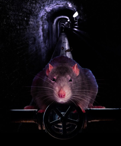Szürke lény (a pestis megölt több mint) szürke lény