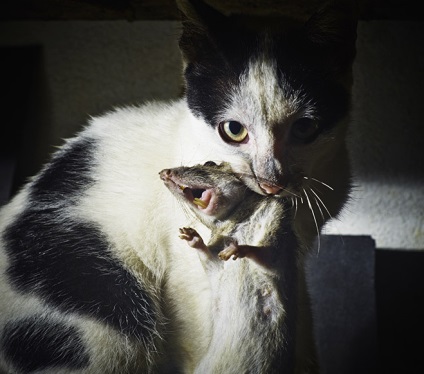 Szürke lény (a pestis megölt több mint) szürke lény