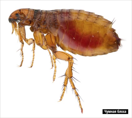 Szürke lény (a pestis megölt több mint) szürke lény