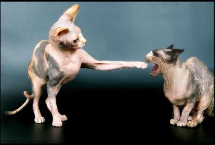 Szfinxek - egy fajta szőrtelen macskák