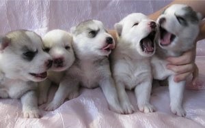 Kölyök nem iszik vizet, a kölyök (puppy ivóvíz) Kölyök nem iszik vizet, a kölyök