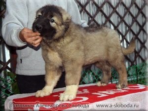 Kölyök nem iszik vizet, a kölyök (puppy ivóvíz) Kölyök nem iszik vizet, a kölyök