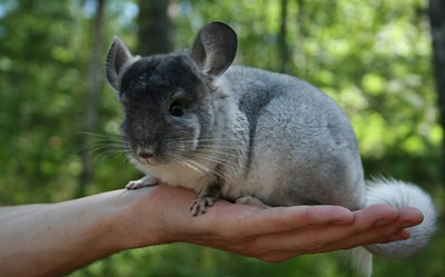 Chinchilla ház előnyeit és hátrányait