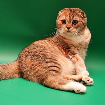 Scottish fold átlagos tömege egy macska (macska) Scottish fold macska váltósúlyú