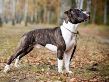 Dog amerikai staffordshire pit bull terrier - a legveszélyesebb fajta a világon