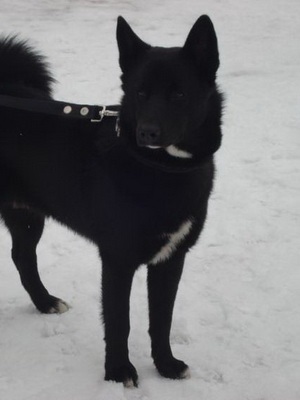 Norvég Elkhound kutya fotók, különösen a természet és a történelem, a fajta