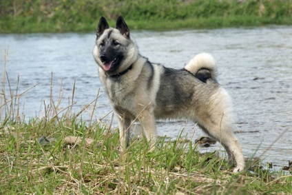 Norvég Elkhound kutya fotók, különösen a természet és a történelem, a fajta