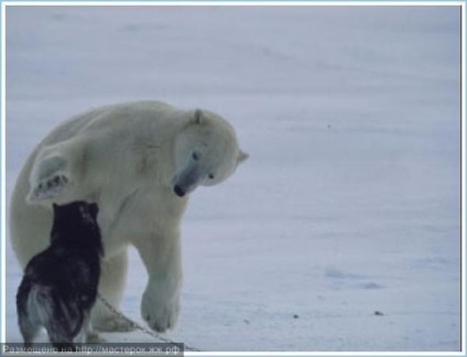 Kutya ellen a jegesmedve