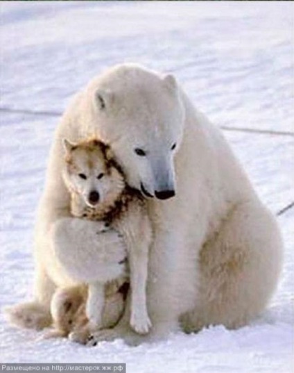 Kutya ellen a jegesmedve