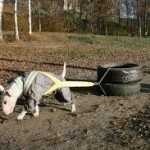 Kutyák - bennszülöttek, a blog kutyák (kutya) Kutyák - bennszülöttek, a blog a kutyák