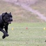 Kutyák - bennszülöttek, a blog kutyák (bennszülött) Kutyák - bennszülöttek, a blog a kutyák