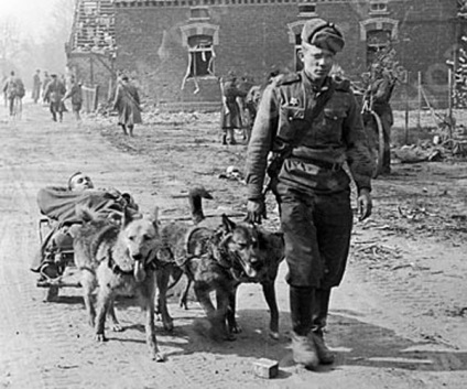 Kutya-hősök a Nagy Honvédő Háború - Politicus