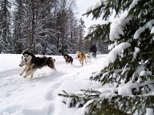 Kutyák az északi és szerepe az emberi életben, a blog a kutyák