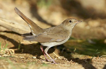 Nightingale - Songbird