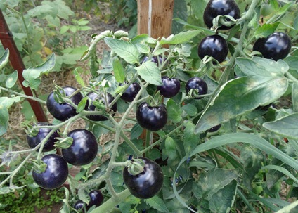 A különböző paradicsom, fekete csomó - jellemzőit és tulajdonságait a termesztés
