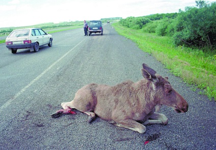 Ágas halál a vadon élő állatok az oka egy szörnyű autóbalesetben, de a tisztviselők és a közúti