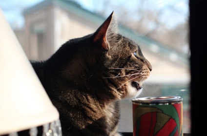 Szakértők miért „csipogó” cat (magyarázható) Szakértők miért macskák „csipogó”