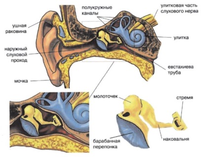 A középfül szerkezet, anatómia, betegség