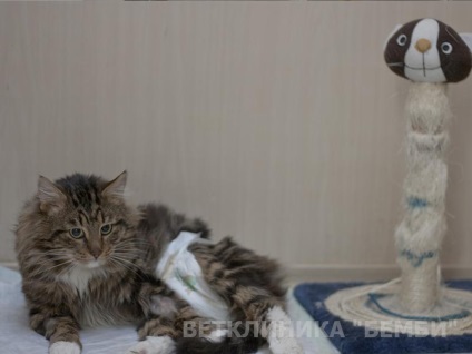 Стаціонар для тварин (собак, кішок) - «ЦЕВМ Бембі»