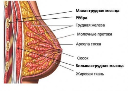 mell és a mellbimbó szerkezete a nők, hogy mi van az emlőben - anatómia és elhelyezkedés