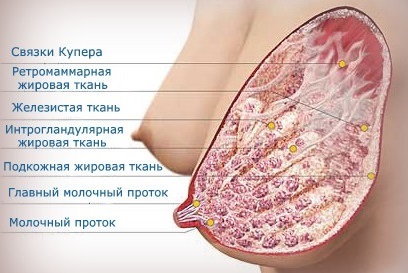 A szerkezet a mell mindent tól Z-ig (mirigy) A szerkezet a mell mindent tól Z-ig