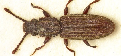 Surinam mukoed hogyan lehet megszabadulni a képek Oryzaephilus surina (suriname) Surinam mukoed hogyan lehet megszabadulni a képek Oryzaephilus surina