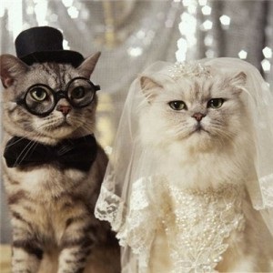 Esküvői macskák