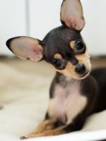 Ösztrusz Chihuahua