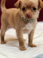 Ösztrusz Chihuahua