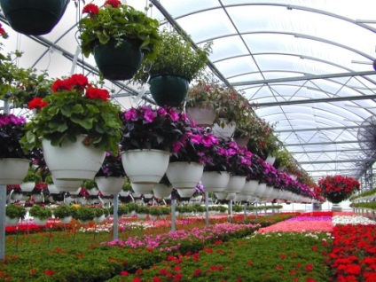 Greenhouse üzleti terv nyereséges gazdálkodás otthon, a nyereségesség