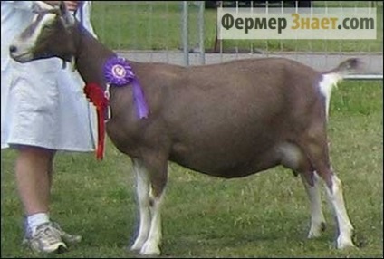 Toggenburgskaya fajta kecske fontos pontokat (toggenburgskoy Kecske fajta) Toggenburgskaya fajta bak fontos pontokat