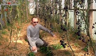 Paradicsom fekete klaszter (paradicsom) Paradicsom csomó fekete