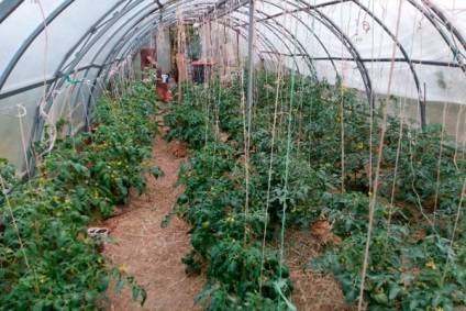 Paradicsom - Hali-Gali - f1, jellemzése és leírása a fajta, hozam, fotó (kép) Paradicsom - Hali-Gali - f1, jellemzése és leírása a fajta, hozam, fotó