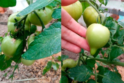 Paradicsom - Hali-Gali - f1, jellemzése és leírása a fajta, hozam, fotó (paradicsom Hali-Gali) Paradicsom - Hali-Gali - f1, jellemzése és leírása a fajta, hozam, fotó
