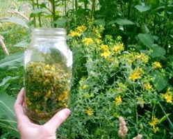 Fű és az ellenjavallatok Hypericum (bejelentési) A gyógynövény Hypericum alkalmazására és ellenjavallatok