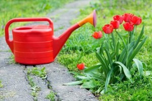 Tulipánok nőnek igazán királyi virág - celhozportal (tulipán) Tulipánok nőnek egy valódi királyi virág - celhozportal