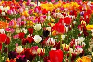Tulipánok nőnek igazán királyi virág - celhozportal (virág) Tulipánok nőnek egy valódi királyi virág - celhozportal