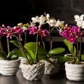 Trágya a phalaenopsis orchidea választás és az öltözködés, videó és fotók