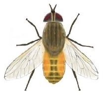A harapás egy légy, istállólégy, cecelégy (fly) A harapás egy légy, stabil légy, cecelégy